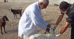 آغاز واکسیناسیون رایگان دام در سنندج