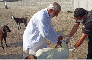 آغاز واکسیناسیون رایگان دام در سنندج