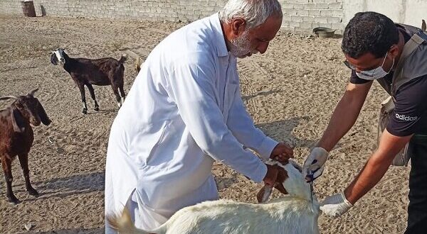 آغاز واکسیناسیون رایگان دام در سنندج