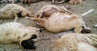 تلف شدن ۲۵۰ رأس گوسفند در پی برخورد صاعقه در مراتع روستای سهرین زنجان