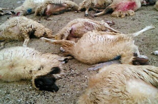 تلف شدن ۲۵۰ رأس گوسفند در پی برخورد صاعقه در مراتع روستای سهرین زنجان