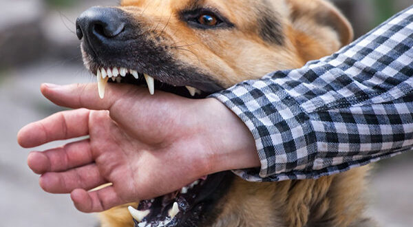 ثبت ۳۲ مورد حیوان‌ گزیدگی در بیجار طی ایام نوروز