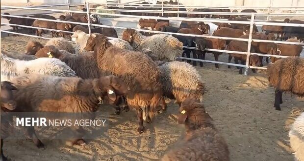 خروج دام مولد و پرواری از ایلام ممنوع شد