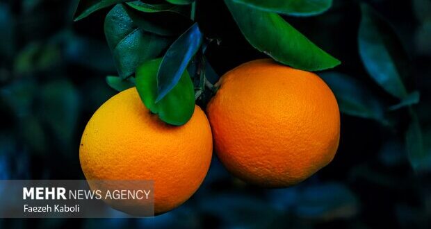 خواص ویتامین C را بشناسیم