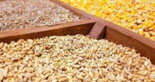 ۱۰۸ میلیون تن ذرت با سامانه بازارگاه در مازندران تامین شد