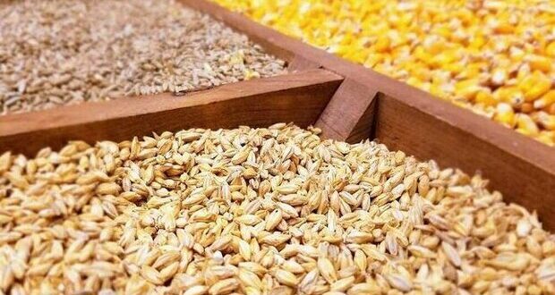 ۱۰۸ میلیون تن ذرت با سامانه بازارگاه در مازندران تامین شد