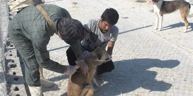 ۲۷ هزار قلاده سگ برای بیماری هاری در مازندران واکسیناسیون شد