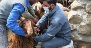 کاهش چشمگیر موارد شناسایی دامهای مبتلا به بروسلوز در قزوین