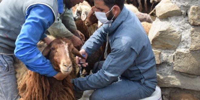 کاهش چشمگیر موارد شناسایی دامهای مبتلا به بروسلوز در قزوین