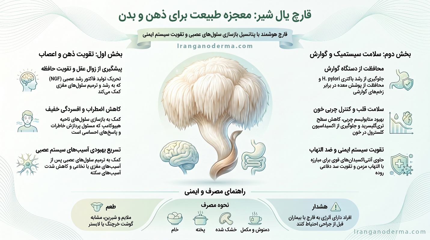 خواص قارچ یال شیر