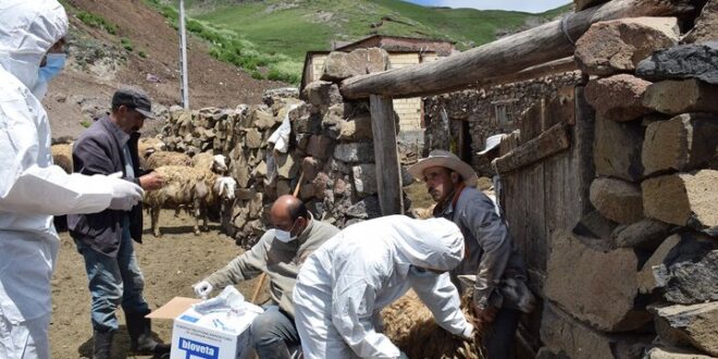 تلفات چند راس دام مشکوک به هاری در روستای چراپای اردبیل