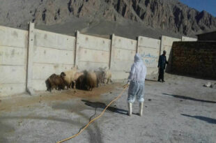 سمپاشی رایگان دام در رودان برای پیشگیری از تب کریمه کنگو آغاز شد