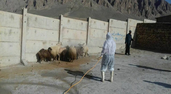 سمپاشی رایگان دام در رودان برای پیشگیری از تب کریمه کنگو آغاز شد