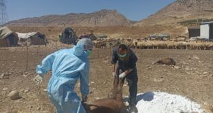 رئیس دامپزشکی دالاهو: علت تلفات دام‌های مشکوک در دست بررسی است