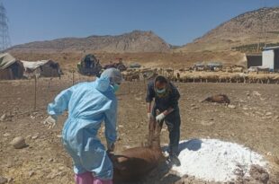 رئیس دامپزشکی دالاهو: علت تلفات دام‌های مشکوک در دست بررسی است