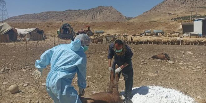 رئیس دامپزشکی دالاهو: علت تلفات دام‌های مشکوک در دست بررسی است