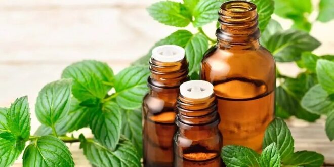 روغن این گیاه فشارخون بالا را ۲۰ روزه بهبود می‌بخشد