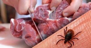 هشدار دامپزشکی بوشهر درباره تب خونریزی‌دهنده کریمه کنگو