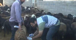 اردوی جهادی دامپزشکی در روستاهای هشترود