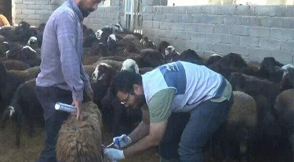 اردوی جهادی دامپزشکی در روستاهای هشترود