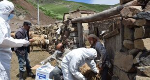 سمیعیان: پیشگیری تنها راه مقابله با بیماری مرگبار هاری است
