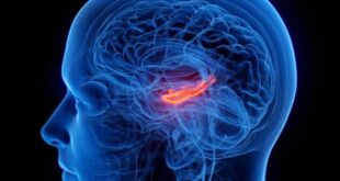 کوچک شدن مرکز حافظه مغز در افراد افسرده