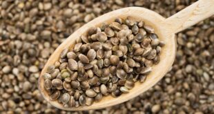 شاهدانه در مقابل دانه کتان؛ بهتر است کدام‌یک را مصرف کنیم؟