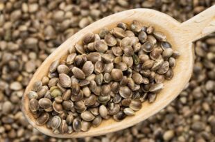 شاهدانه در مقابل دانه کتان؛ بهتر است کدام‌یک را مصرف کنیم؟