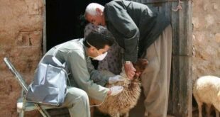 واکسیناسیون بیش از ۳ میلیون دام در کرمانشاه آغاز شد