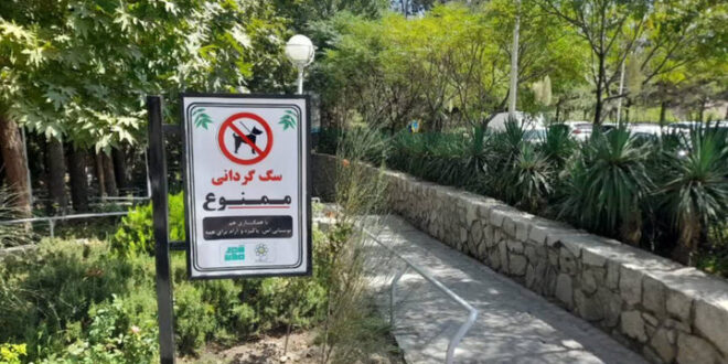 سگ‌گردانی؛ سبک زندگی جدید یا پاسخی به تنهایی و انزوای شهری؟